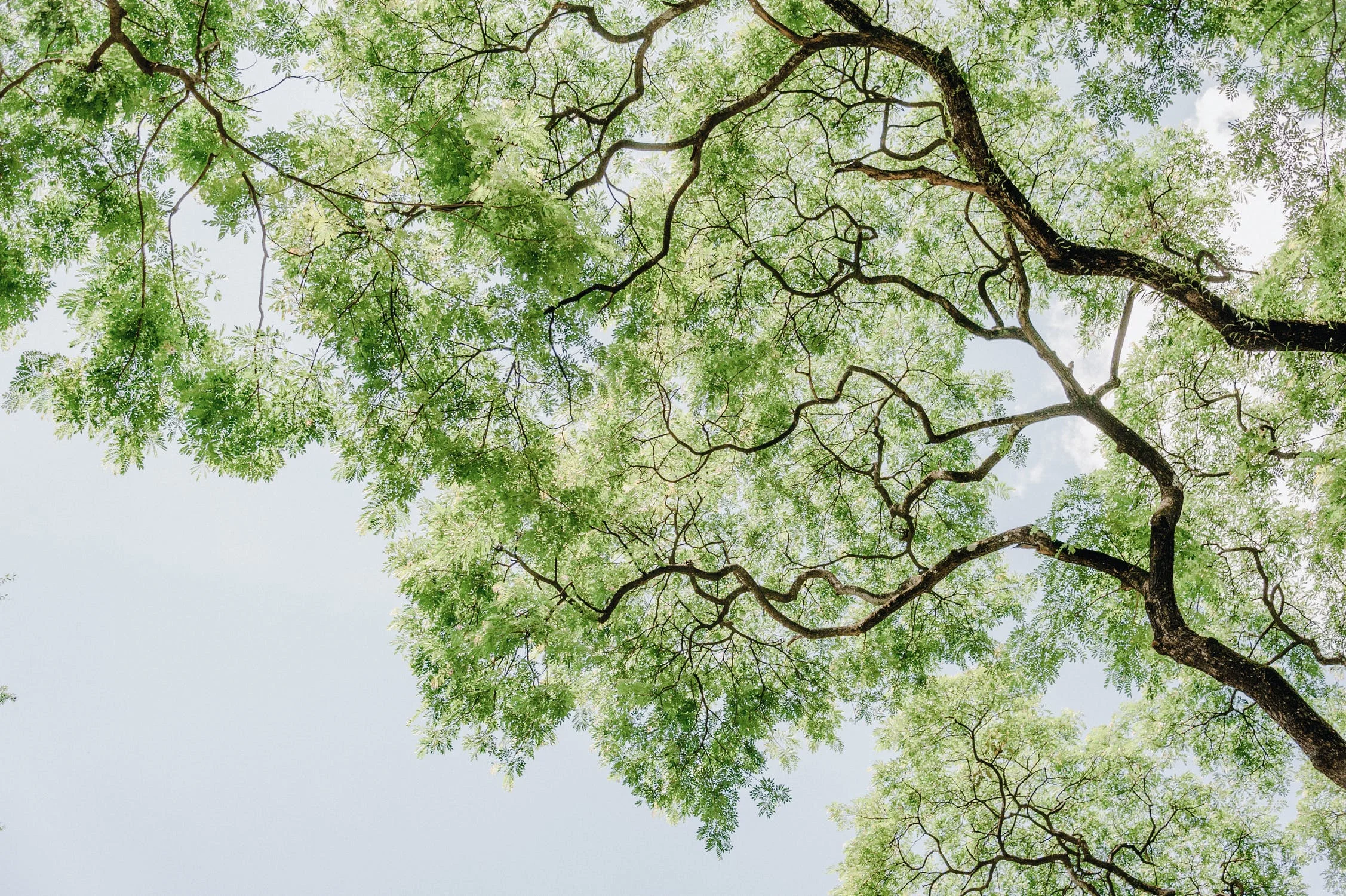 Investir et préserver la forêt : la stratégie de communication éthique d'Ecotree